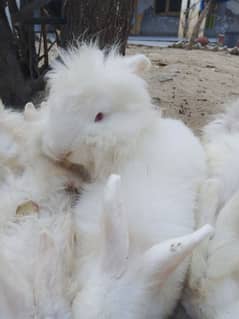 angora graint rabbits