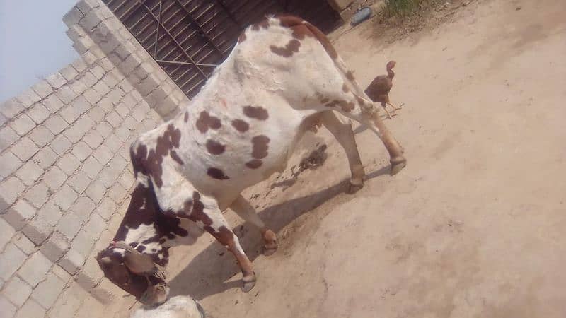 Cow For Sale 0