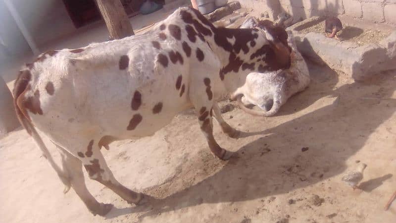 Cow For Sale 1