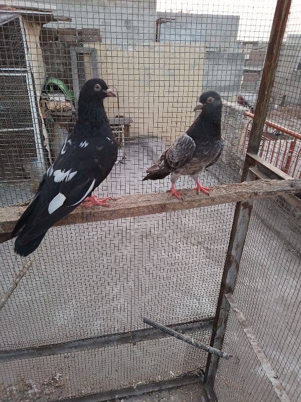 zakh male golden female breeder pair 0