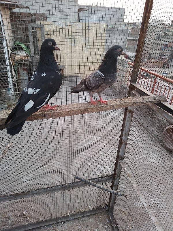 zakh male golden female breeder pair 3