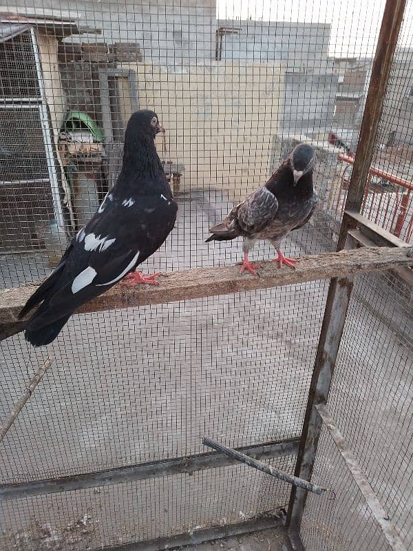 zakh male golden female breeder pair 5