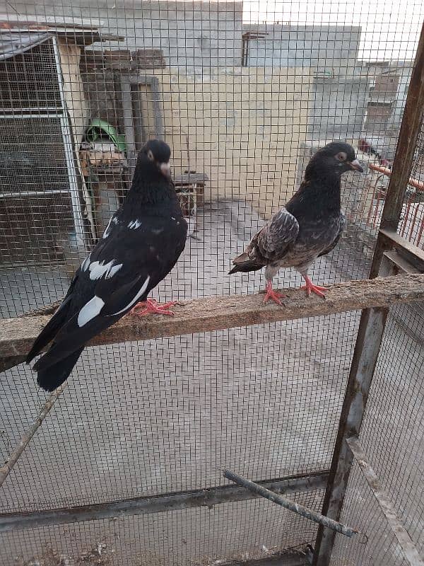 zakh male golden female breeder pair 6