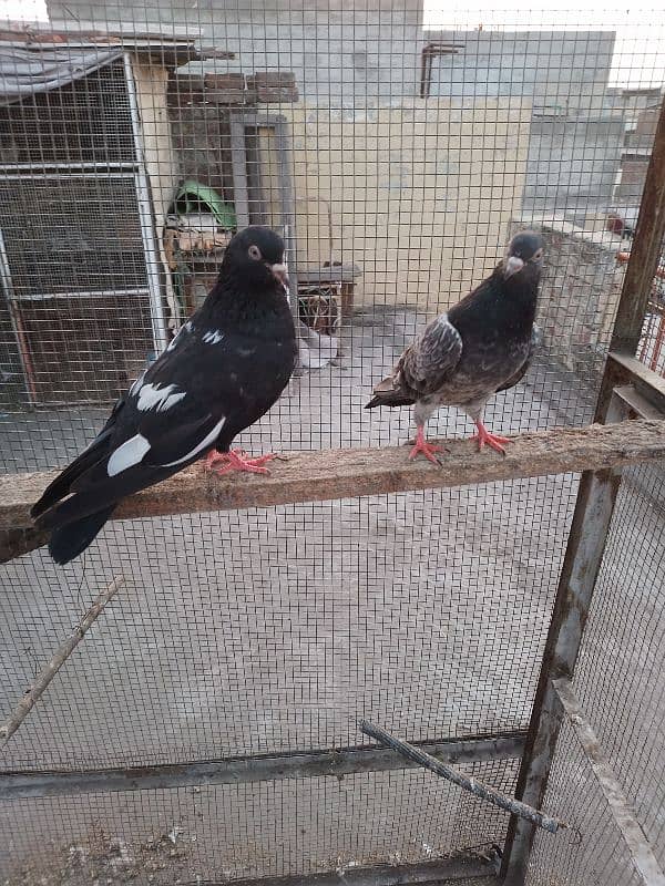 zakh male golden female breeder pair 7