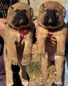 Kurdish Kangal security dog 2 manth pair for sale heavy bone