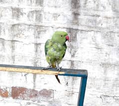 Green Parrot