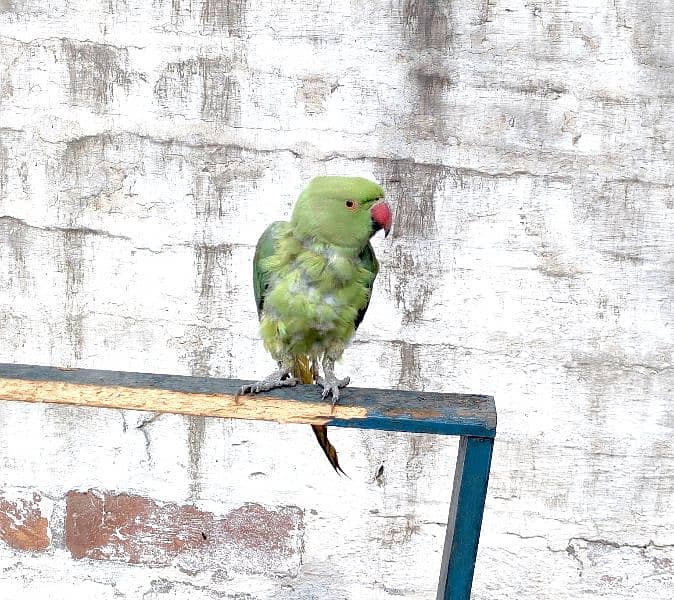 Green Parrot 0