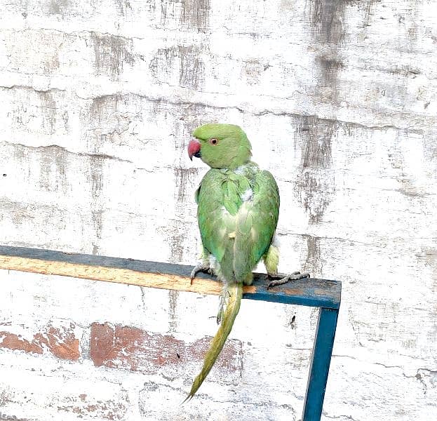 Green Parrot 1