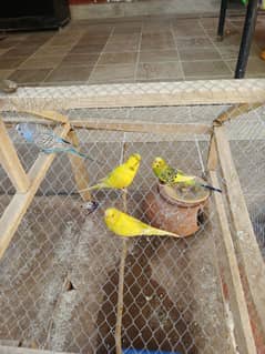 Budgies Parrot For Sale With Cage