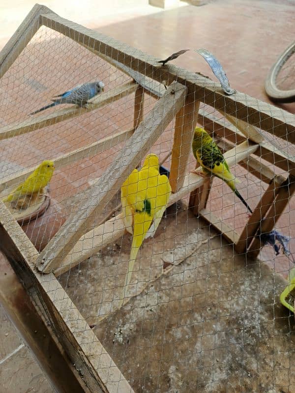 Budgies Parrot For Sale With Cage 2