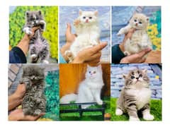 Persian hamalian british punch face piki face cat's and kitten's