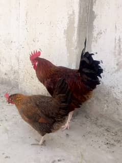 Murga or Murgi Pair for sell