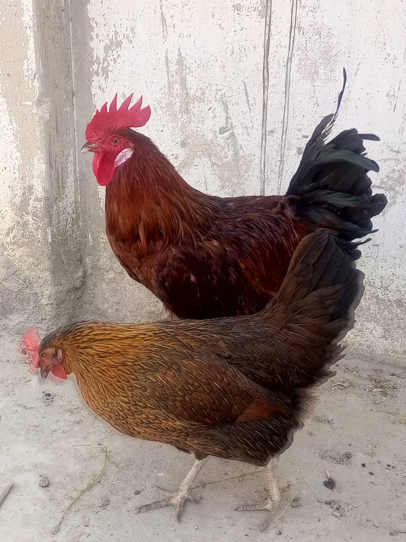 Murga or Murgi Pair for sell 2