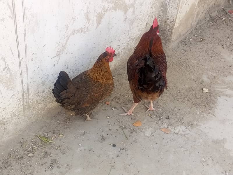 Murga or Murgi Pair for sell 5