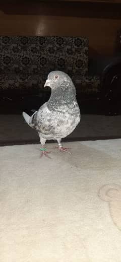 Pigeons for sale/Kabuter for sale/Imamdin kabuter for sale/Joron wala