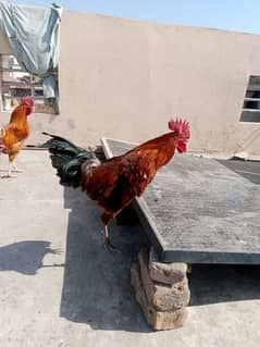 3 Desi murghy homemade