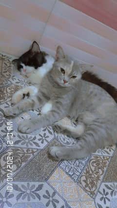 Persian Cat Cute Home trained Pair