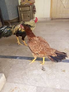 Aseel Hens full step Jawa or minawali with cage