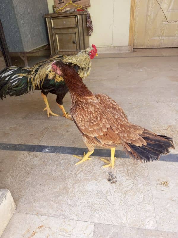 Aseel Hens full step Jawa or minawali with cage 0