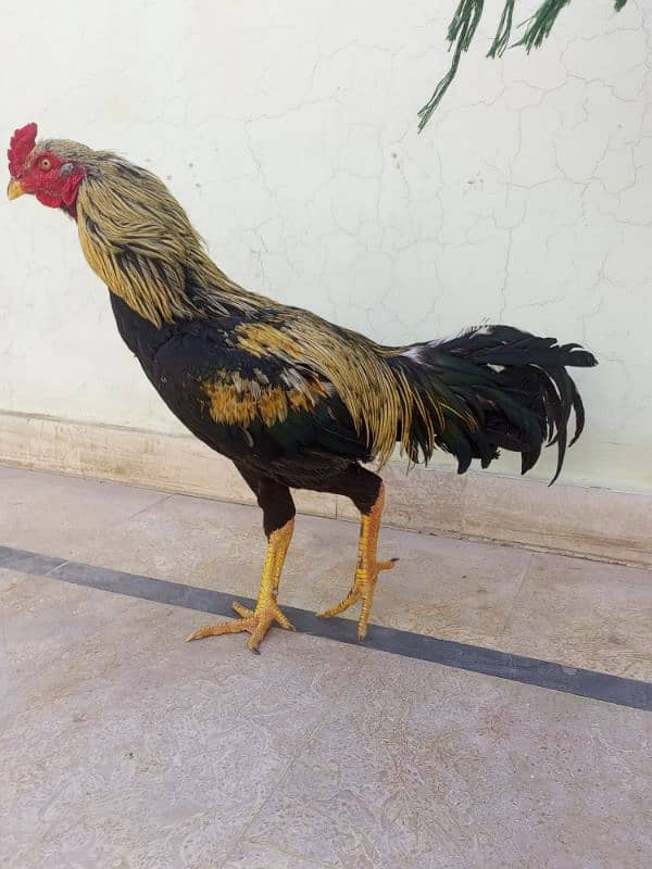 Aseel Hens full step Jawa or minawali with cage 1