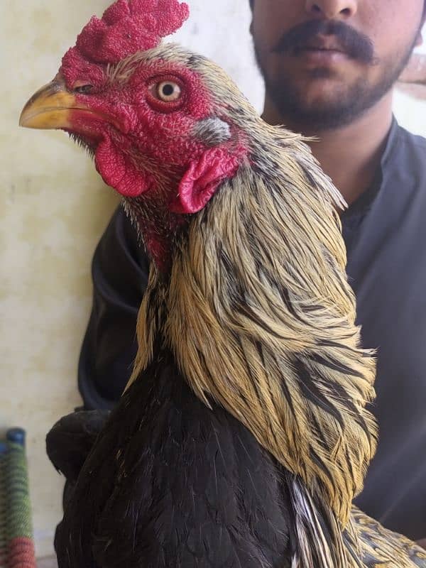 Aseel Hens full step Jawa or minawali with cage 4