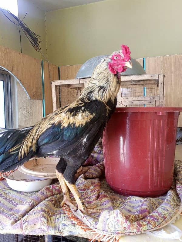 Aseel Hens full step Jawa or minawali with cage 5