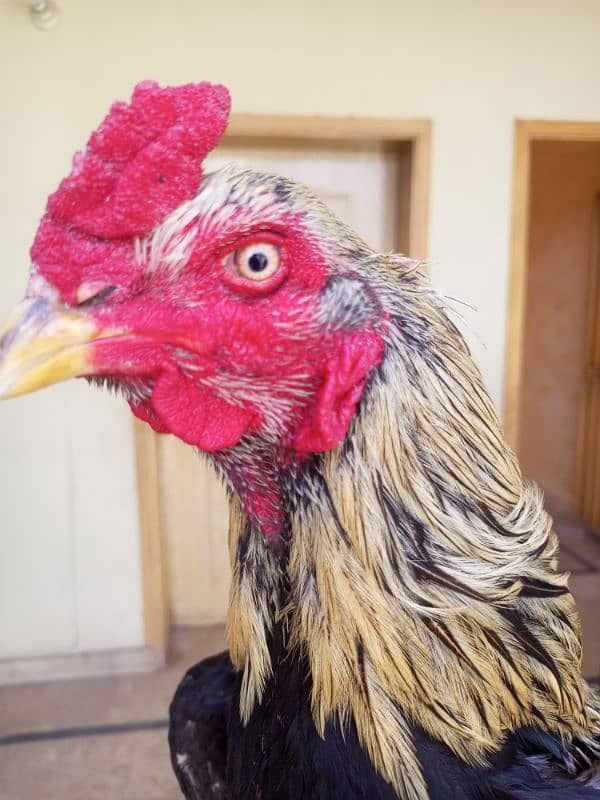 Aseel Hens full step Jawa or minawali with cage 7