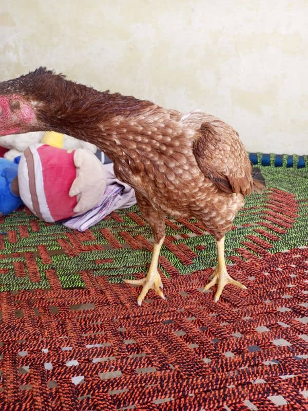 Aseel Hens full step Jawa or minawali with cage 9