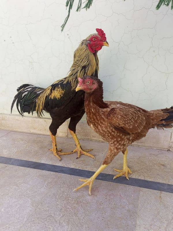 Aseel Hens full step Jawa or minawali with cage 10