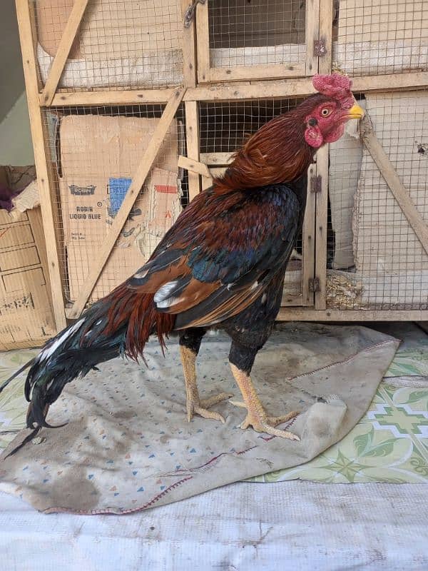 Aseel Hens full step Jawa or minawali with cage 11