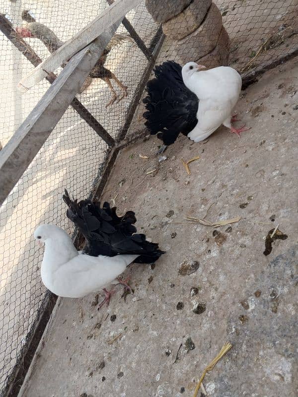 luckay pigeons 2 pair  contact 03436602706 0