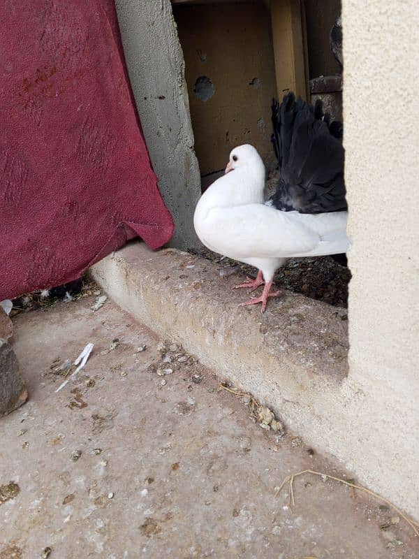 luckay pigeons 2 pair  contact 03436602706 2