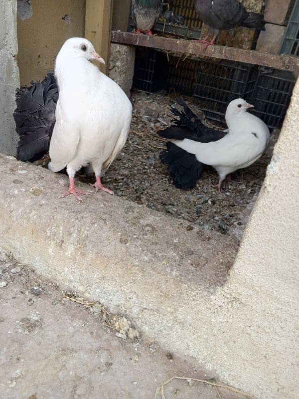 luckay pigeons 2 pair  contact 03436602706 3