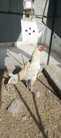 White rooster