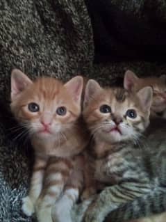 Cute Kittens Pair 2 months old