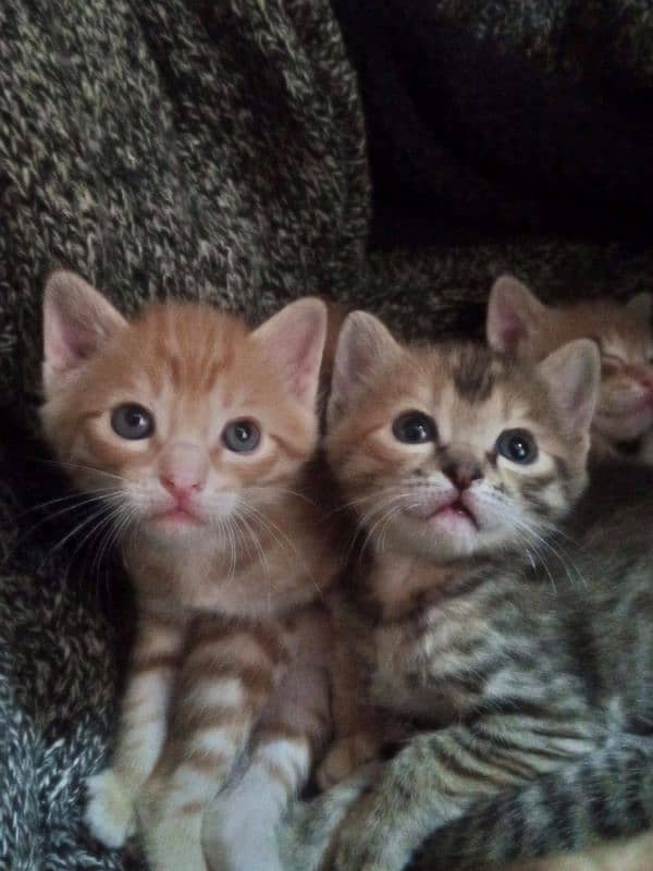 Cute Kittens Pair 2 months old 0