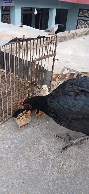 hen with 6 chick's 4