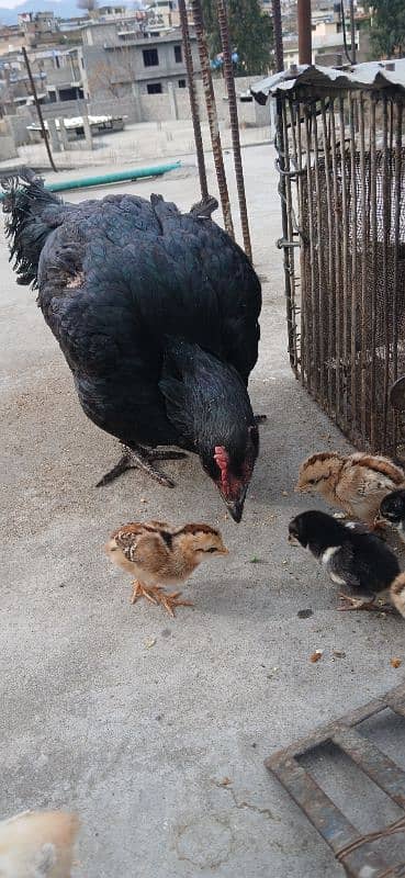 hen with 6 chick's 7