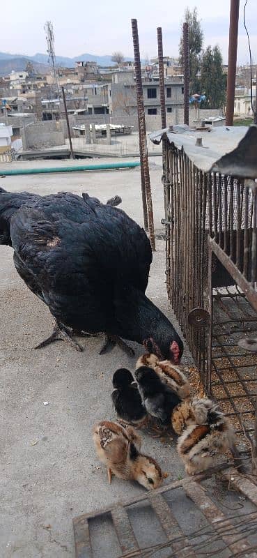 hen with 6 chick's 8