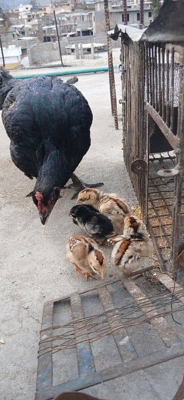 hen with 6 chick's 9