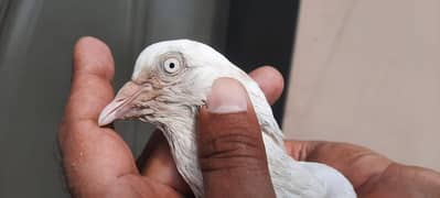 pigeon