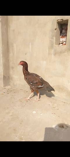 High Quality Aseel Hens For Sale