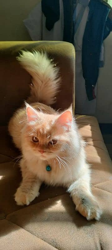 Beautiful Persian Male Kitten for Sale 0