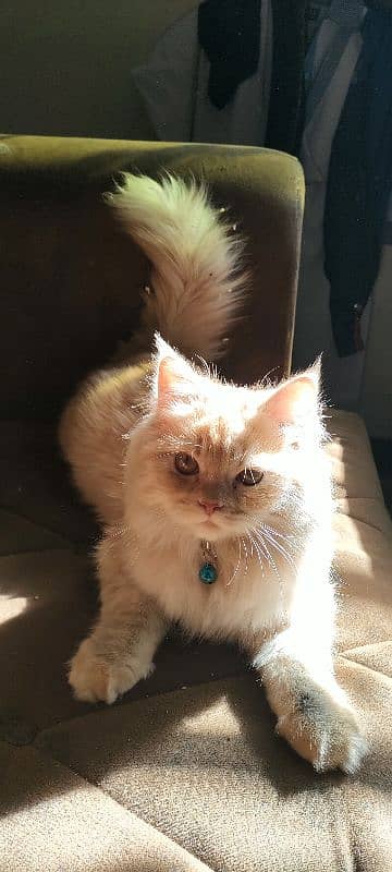 Beautiful Persian Male Kitten for Sale 1