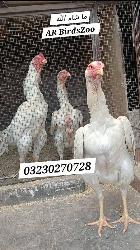 White Shamo Eggs 3500 1