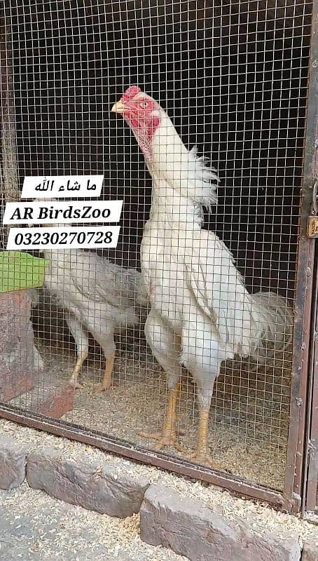 White Shamo Eggs 3500 2