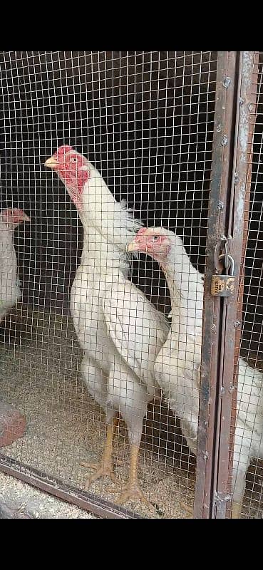 White Shamo Eggs 3500 0