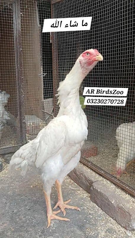 White Shamo Eggs 3500 4