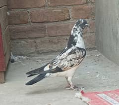 pigeon for sale