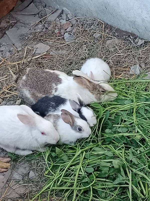 rabbit baby for sale 0